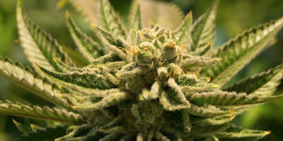 beleggen in marihuana bende van lucky luke crypto