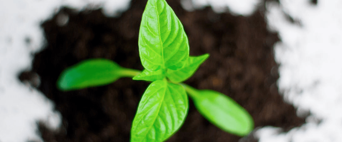 stock yield enhancement program uitleg
