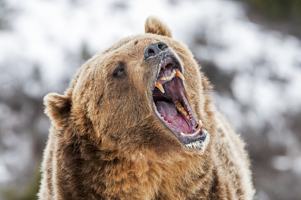 Bull en bear markten: Signalen van de markt en hoe om te gaan met stieren en beren