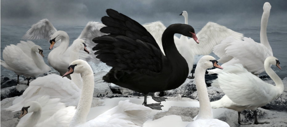Black Swan uitleg | Zwarte Zwaan uitleg | Beleggen, waar moet u op letten?